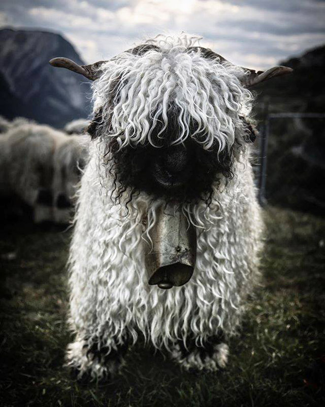 The Most Metal Animals Ever
