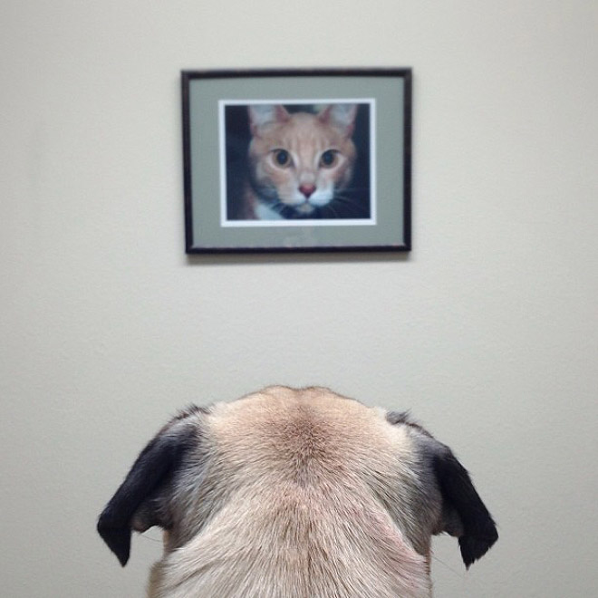 The Most Photogenic Pug Ever