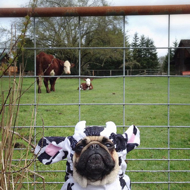 The Most Photogenic Pug Ever