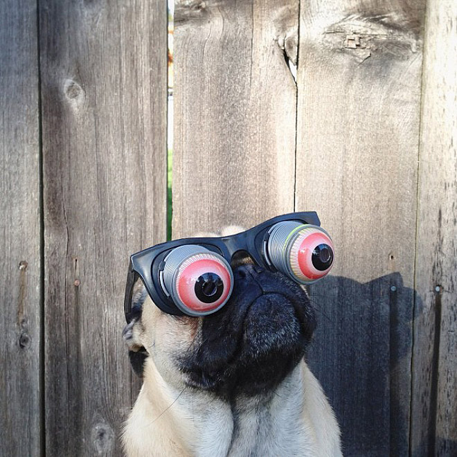 The Most Photogenic Pug Ever