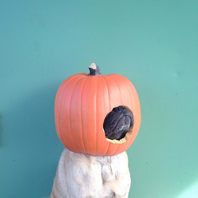 The Most Photogenic Pug Ever