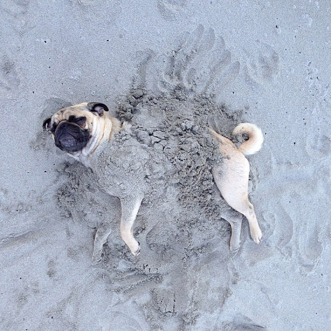 The Most Photogenic Pug Ever