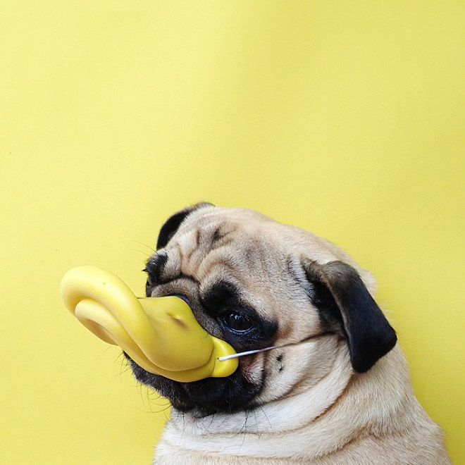 The Most Photogenic Pug Ever