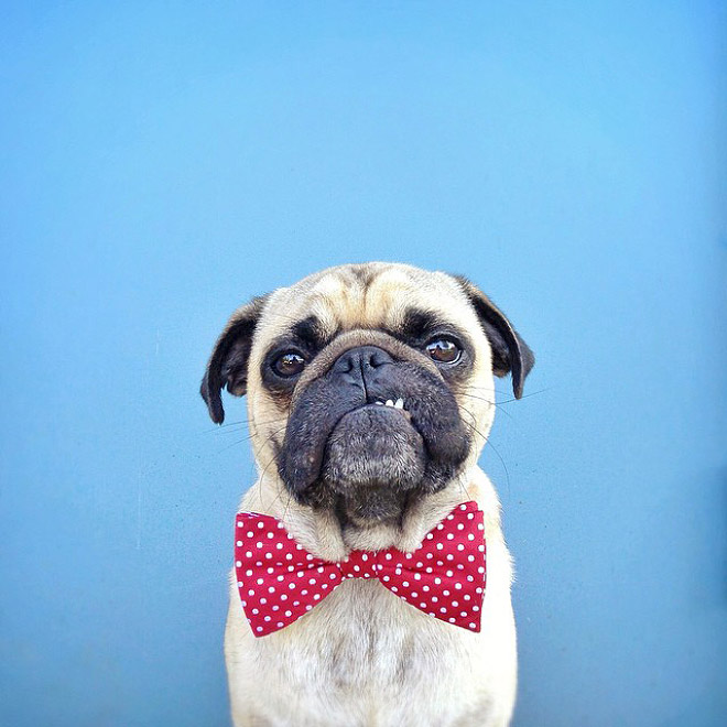The Most Photogenic Pug Ever