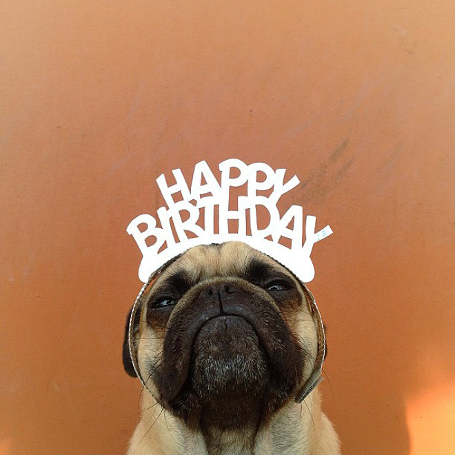 The Most Photogenic Pug Ever