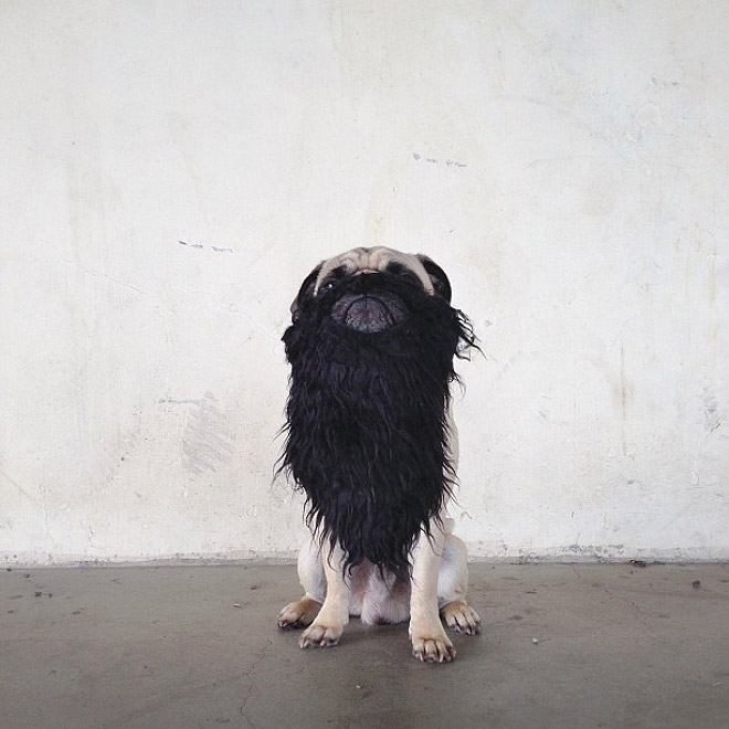 The Most Photogenic Pug Ever