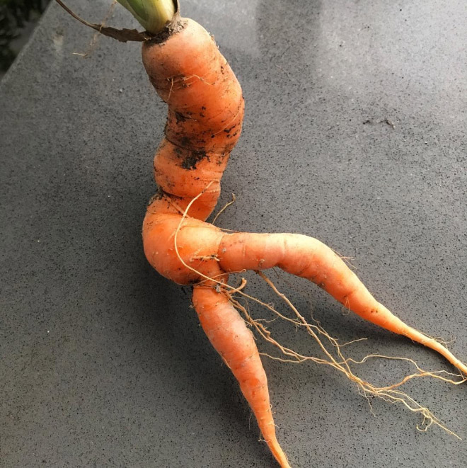 The World’s Greatest Gallery of Seductive Carrots