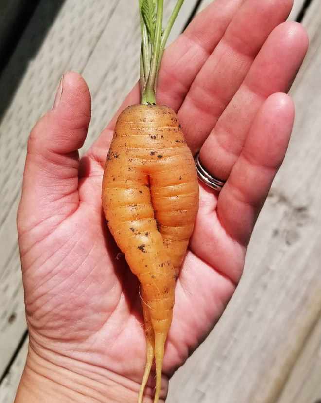 The World’s Greatest Gallery of Seductive Carrots