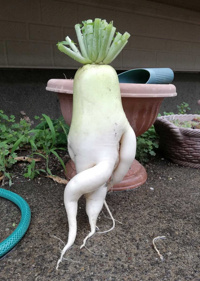 The World’s Greatest Gallery of Seductive Radishes