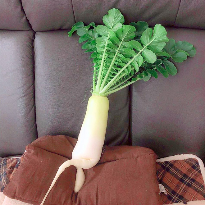 The World’s Greatest Gallery of Seductive Radishes