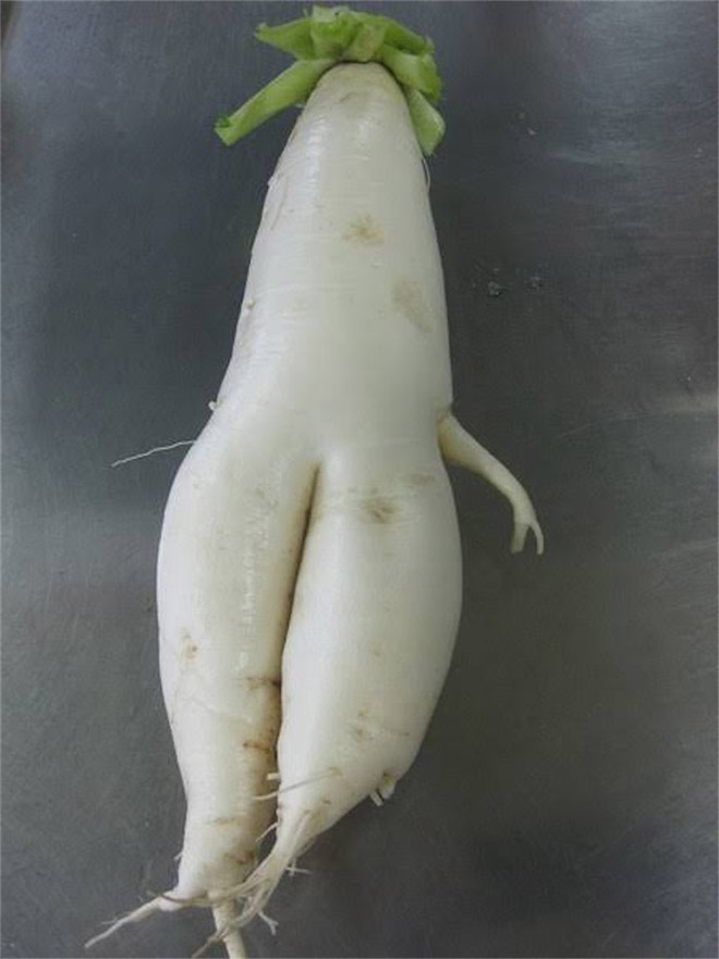 The World’s Greatest Gallery of Seductive Radishes