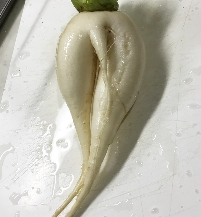 The World’s Greatest Gallery of Seductive Radishes