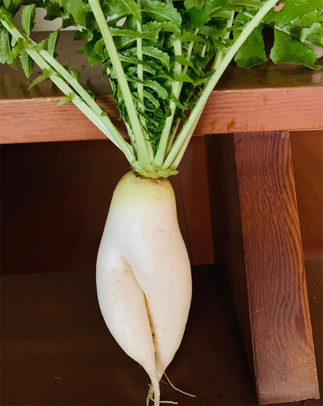 The World’s Greatest Gallery of Seductive Radishes