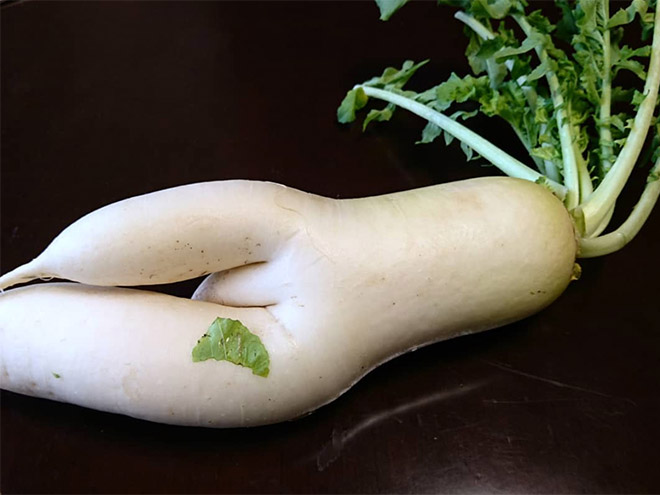 The World’s Greatest Gallery of Seductive Radishes