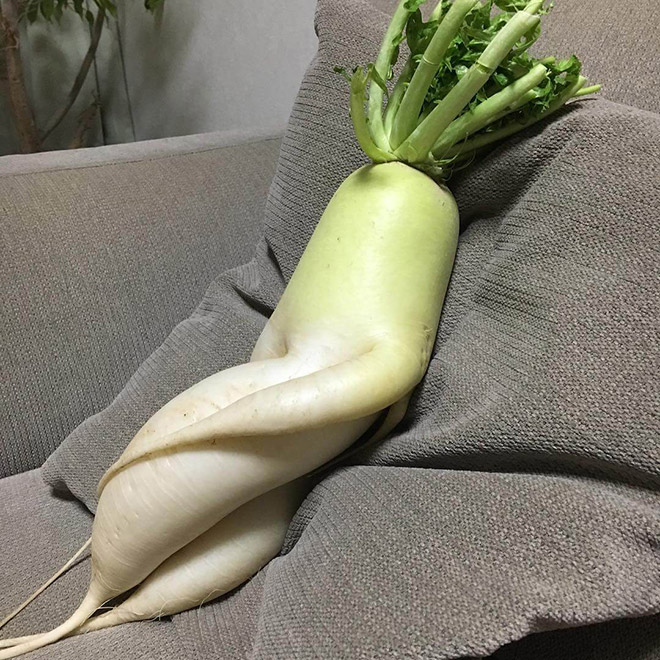 The World’s Greatest Gallery of Seductive Radishes