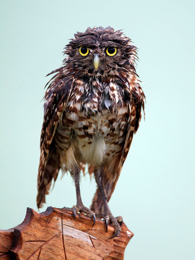 The World’s Greatest Gallery of Wet Owls