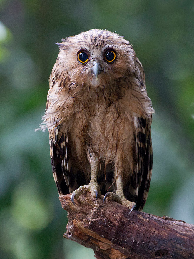 The World’s Greatest Gallery of Wet Owls