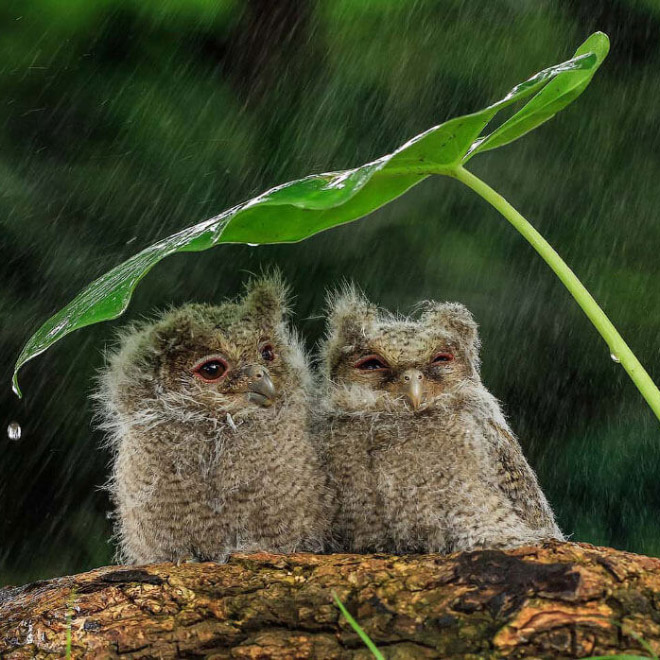 The World’s Greatest Gallery of Wet Owls