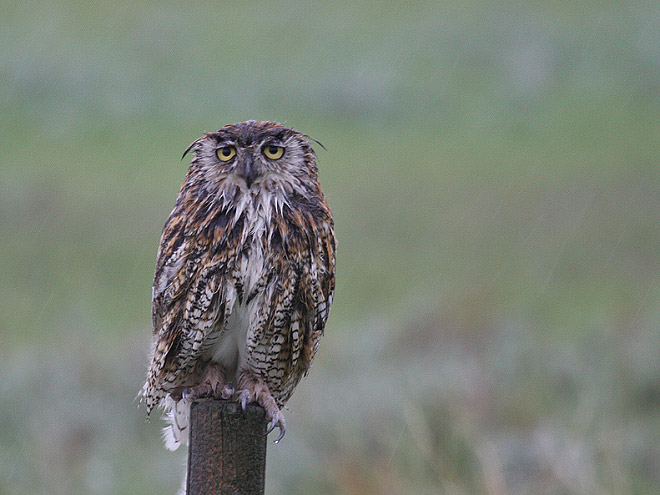The World’s Greatest Gallery of Wet Owls