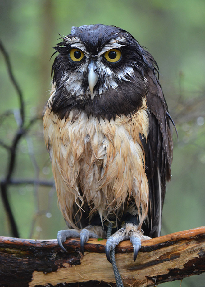 The World’s Greatest Gallery of Wet Owls