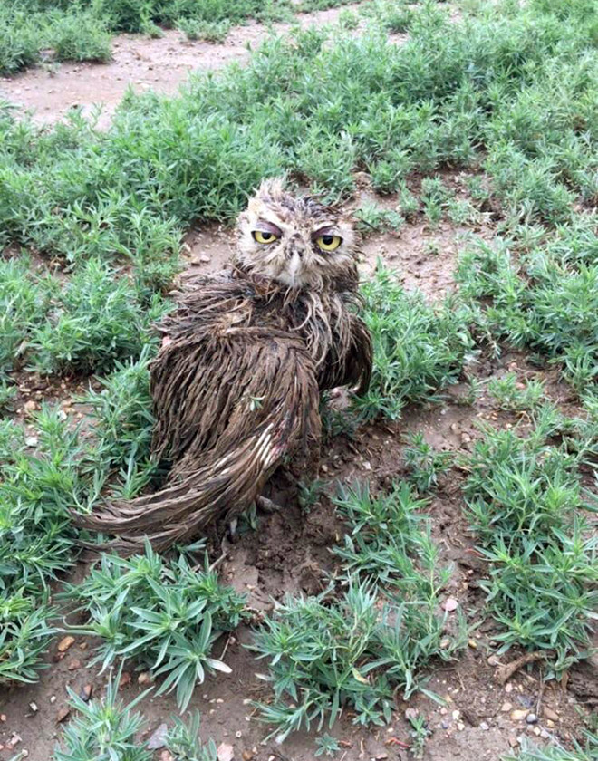 The World’s Greatest Gallery of Wet Owls