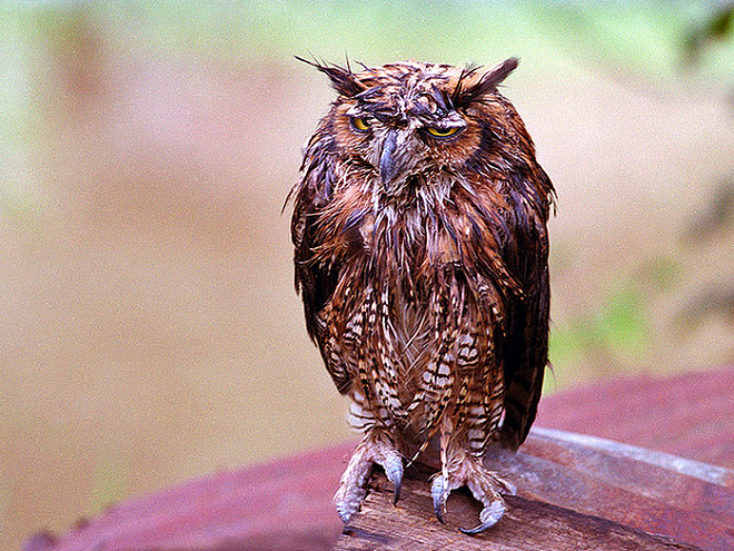 The World’s Greatest Gallery of Wet Owls