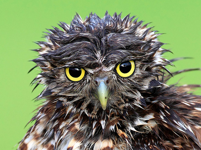 The World’s Greatest Gallery of Wet Owls