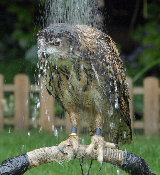 The World’s Greatest Gallery of Wet Owls