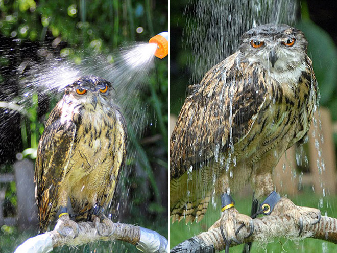 The World’s Greatest Gallery of Wet Owls