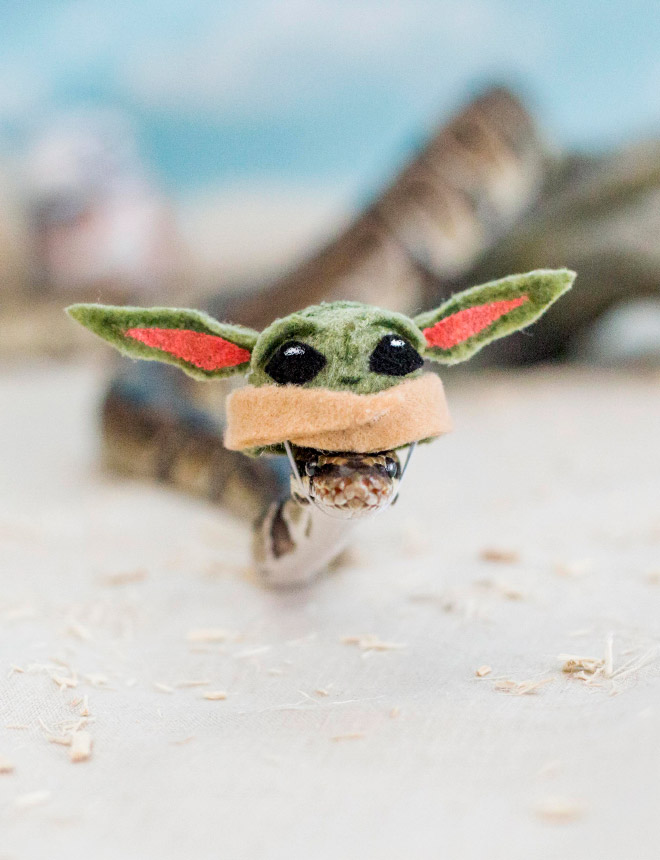 There’s an Online Community Made For People Who Enjoy Making Hats For Snakes