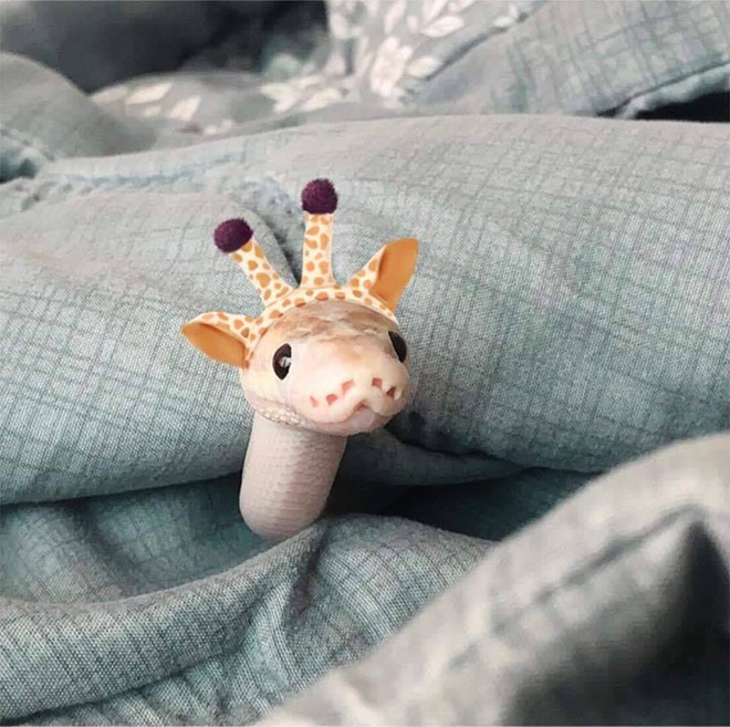 There’s an Online Community Made For People Who Enjoy Making Hats For Snakes