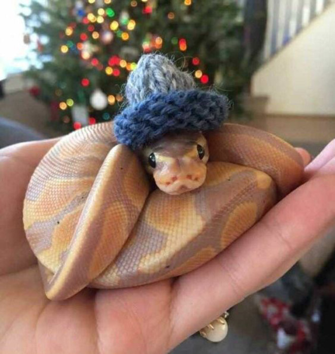 There’s an Online Community Made For People Who Enjoy Making Hats For Snakes