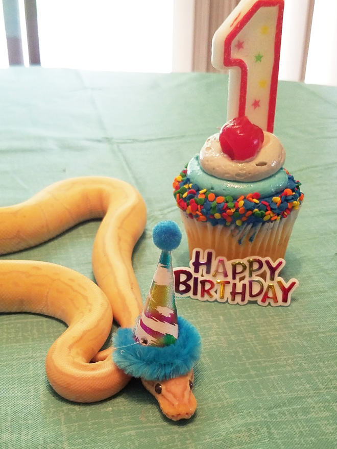 There’s an Online Community Made For People Who Enjoy Making Hats For Snakes