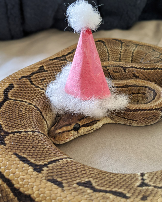 There’s an Online Community Made For People Who Enjoy Making Hats For Snakes