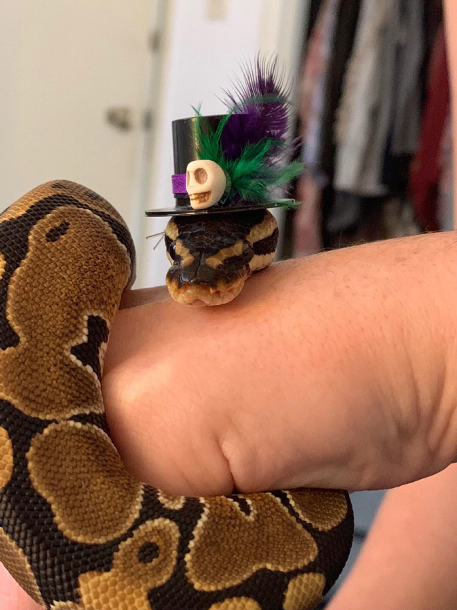 There’s an Online Community Made For People Who Enjoy Making Hats For Snakes