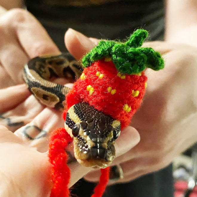 There’s an Online Community Made For People Who Enjoy Making Hats For Snakes