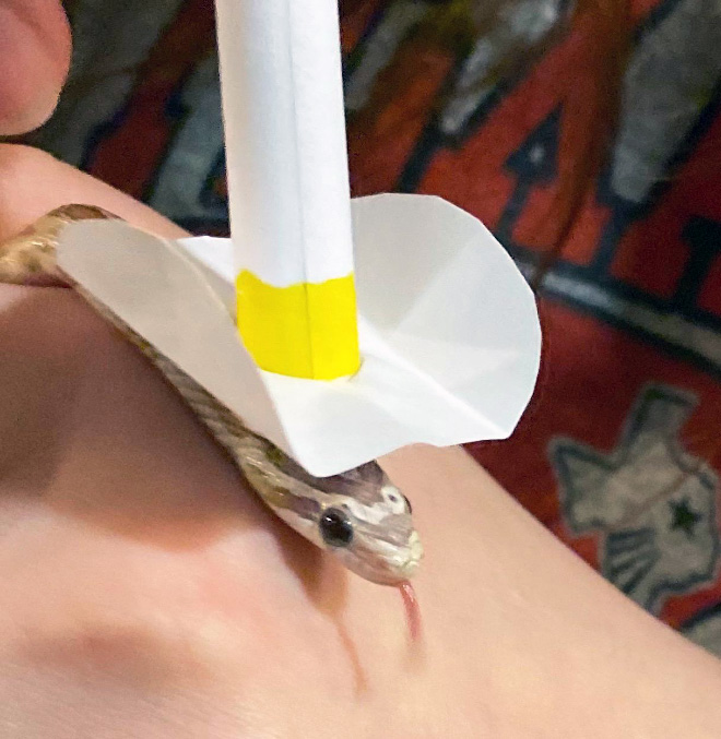 There’s an Online Community Made For People Who Enjoy Making Hats For Snakes