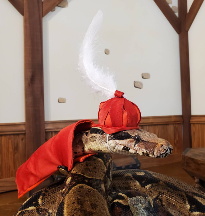 There’s an Online Community Made For People Who Enjoy Making Hats For Snakes