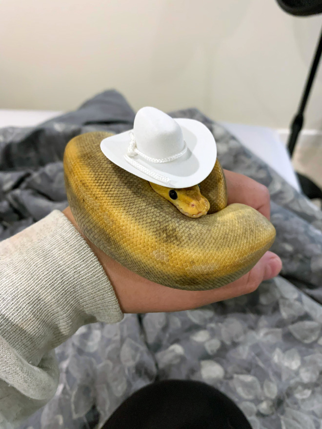 There’s an Online Community Made For People Who Enjoy Making Hats For Snakes