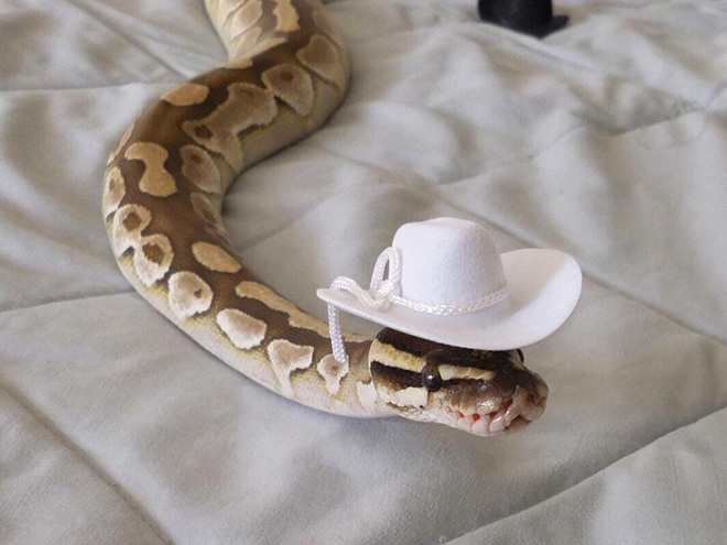 There’s an Online Community Made For People Who Enjoy Making Hats For Snakes