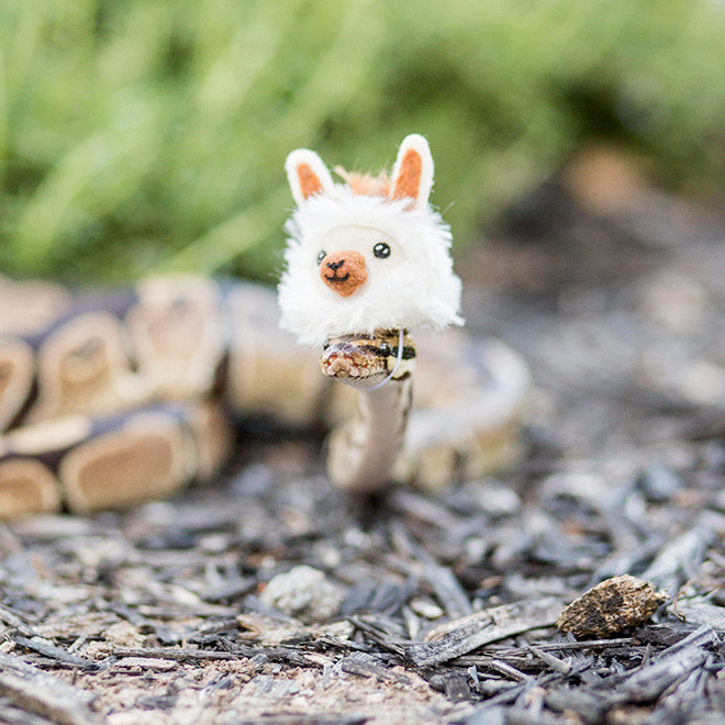 There’s an Online Community Made For People Who Enjoy Making Hats For Snakes