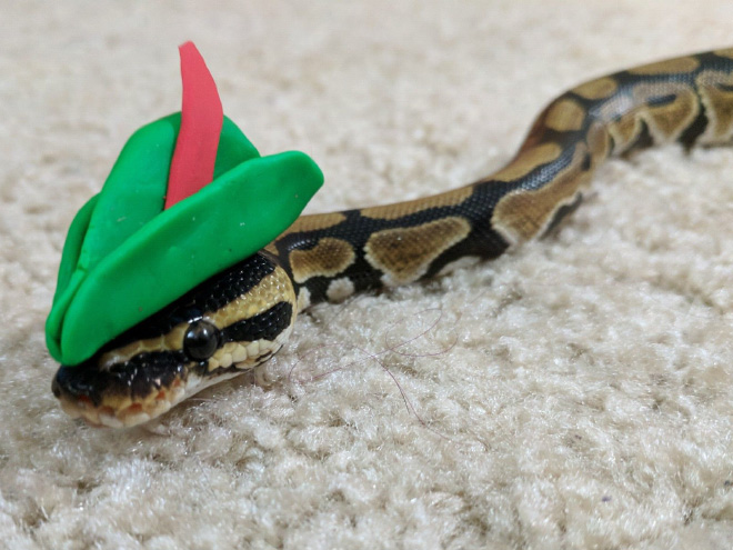 There’s an Online Community Made For People Who Enjoy Making Hats For Snakes
