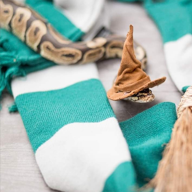 There’s an Online Community Made For People Who Enjoy Making Hats For Snakes
