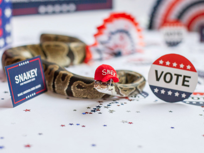 There’s an Online Community Made For People Who Enjoy Making Hats For Snakes
