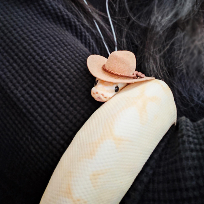 There’s an Online Community Made For People Who Enjoy Making Hats For Snakes