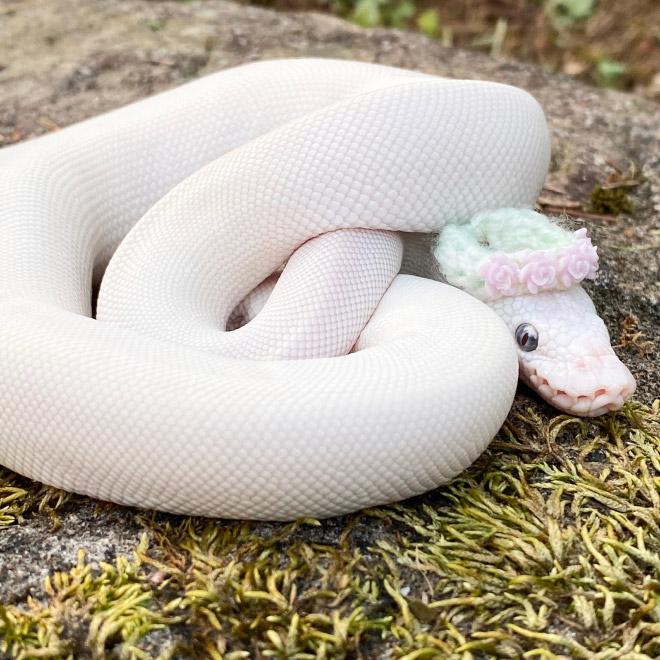 There’s an Online Community Made For People Who Enjoy Making Hats For Snakes