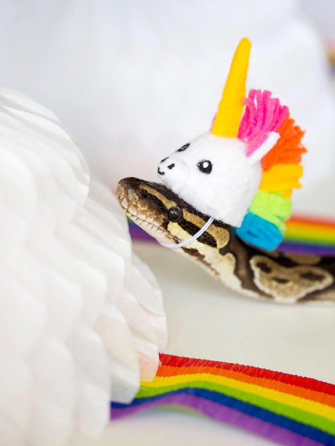 There’s an Online Community Made For People Who Enjoy Making Hats For Snakes