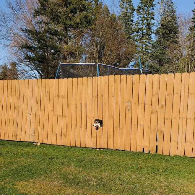 These Guys Make Neighborhood Laugh With Creative Fence Windows For Dogs