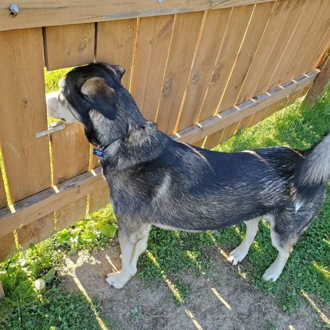 These Guys Make Neighborhood Laugh With Creative Fence Windows For Dogs