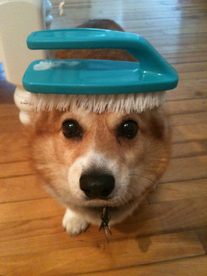 Things on Hazel’s Head
